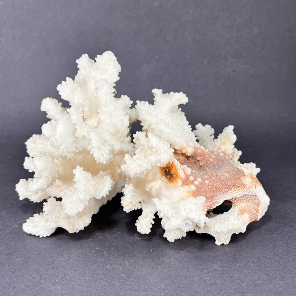 Natural White Coral Brown Stem Cluster Nautical Coastal Aquarium Decor 7" x 5" - Picture 1 of 13